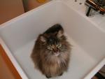 Ruckus in the utility sink
